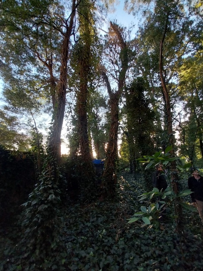 IMPORTANTE LOTE CERCADO y ARBOLADO DE 450M2-BOSQUE PERALTA RAMOS