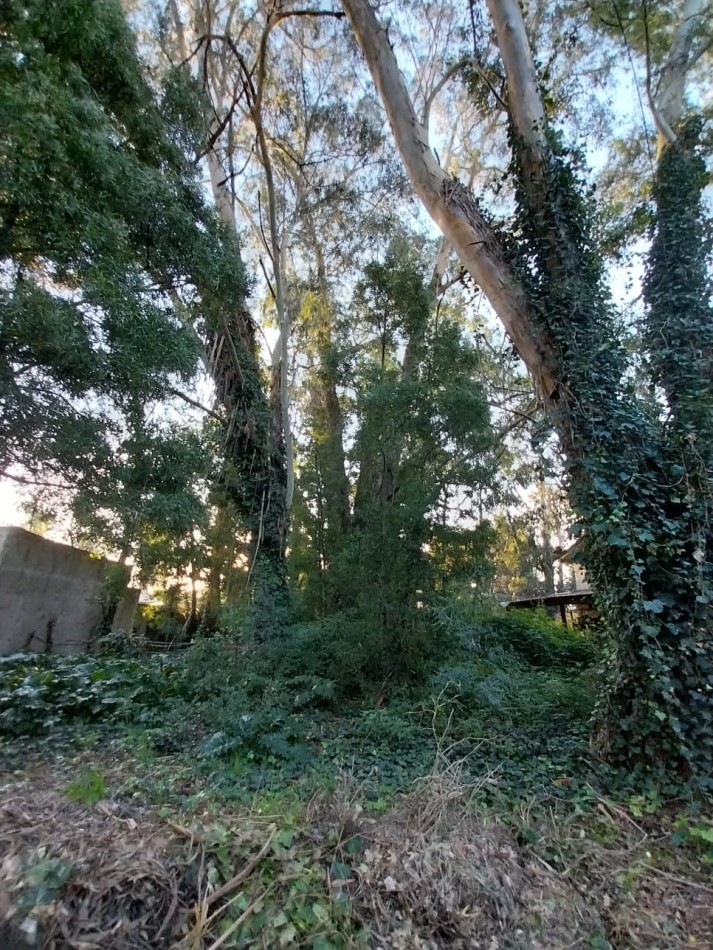 IMPORTANTE LOTE CERCADO y ARBOLADO DE 450M2-BOSQUE PERALTA RAMOS