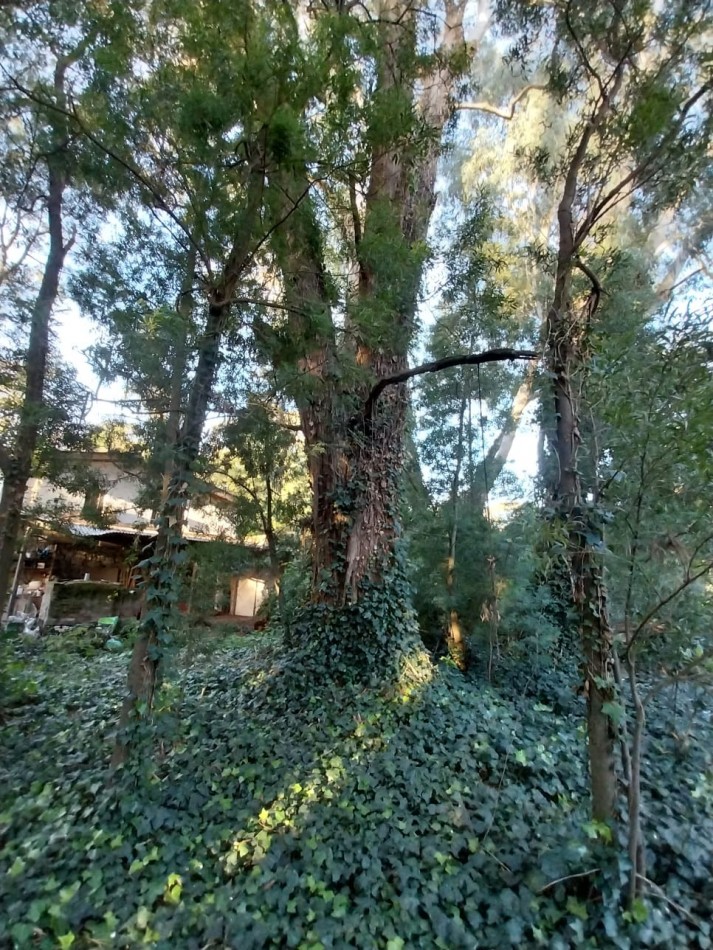 IMPORTANTE LOTE CERCADO y ARBOLADO DE 450M2-BOSQUE PERALTA RAMOS
