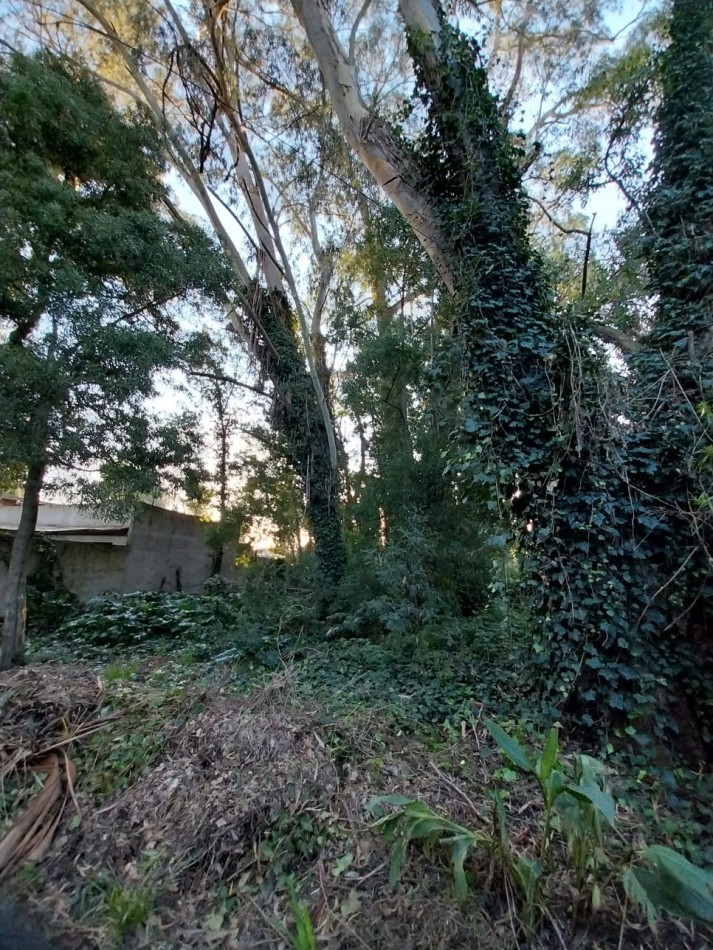 IMPORTANTE LOTE CERCADO y ARBOLADO DE 450M2-BOSQUE PERALTA RAMOS